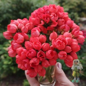 Пеларгония тюльпановидная Red Pandora