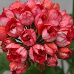 Пеларгония тюльпановидная Victoria Andrea 