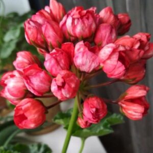 Пеларгония тюльпановидная Victoria Andrea 