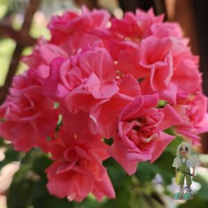 Пеларгония зональная ЮГ-Большое искушение