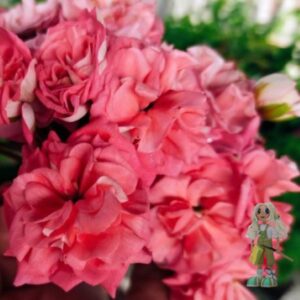 Пеларгония зональная ЮГ-Большое искушение