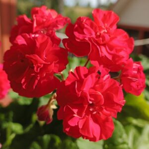 Пеларгония гибридная ЮГ-Цветы Зевса