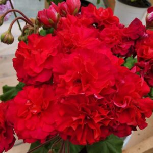 Пеларгония гибридная ЮГ-Цветы Зевса