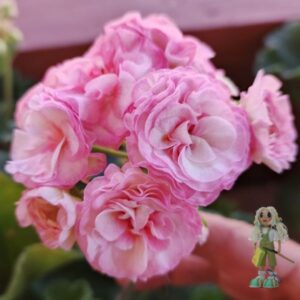 Пеларгония зональная ЮГ-Дыхание лета