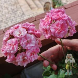 Пеларгония зональная ЮГ-Дыхание лета