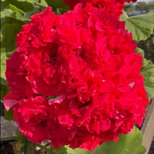 Пеларгония зональная ЮГ-Фея Огня