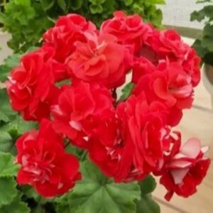 Пеларгония зональная ЮГ-Лакомый кусочек