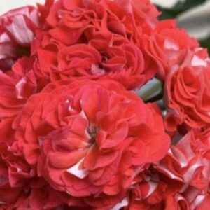 Пеларгония зональная ЮГ-Лакомый кусочек