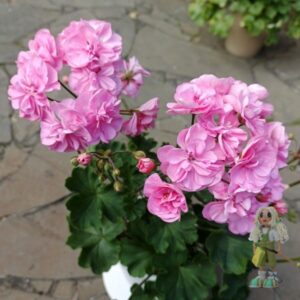 Пеларгония гибридная ЮГ-Шербургские Зонтики