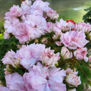 Пеларгония гибридная ЮГ-Ванильные облака