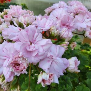 Пеларгония гибридная ЮГ-Ванильные облака