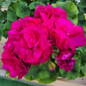 Пеларгония зональная ЮГ-Византийский Пурпур