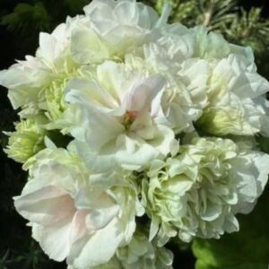 Пеларгония зональная ЮГ-Вологодское Кружево