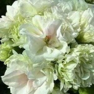 Пеларгония зональная ЮГ-Вологодское Кружево