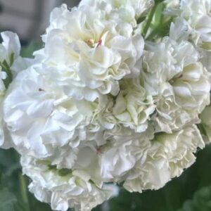 Пеларгония гибридная ЮВ-Эльбрус