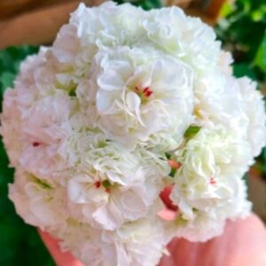 Пеларгония гибридная ЮВ-Эльбрус