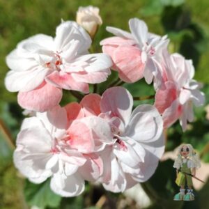 Пеларгония гибридная ЮЗИС-Акварель