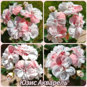Пеларгония гибридная ЮЗИС-Акварель