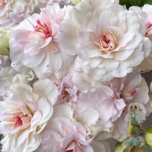 Пеларгония зонартик ЮЗИС-Царевна Лебедь