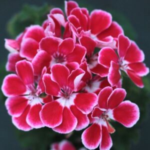 Пеларгония зональная ЮЗИС-Фрида