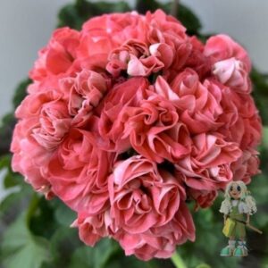 Пеларгония зональная ЮЗИС-Персей