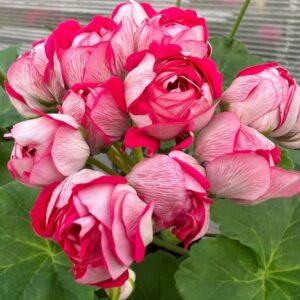 Пеларгония зональная ЮЗИС-Шамаханская Царица