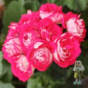 Пеларгония зональная ЮЗИС-Шамаханская Царица